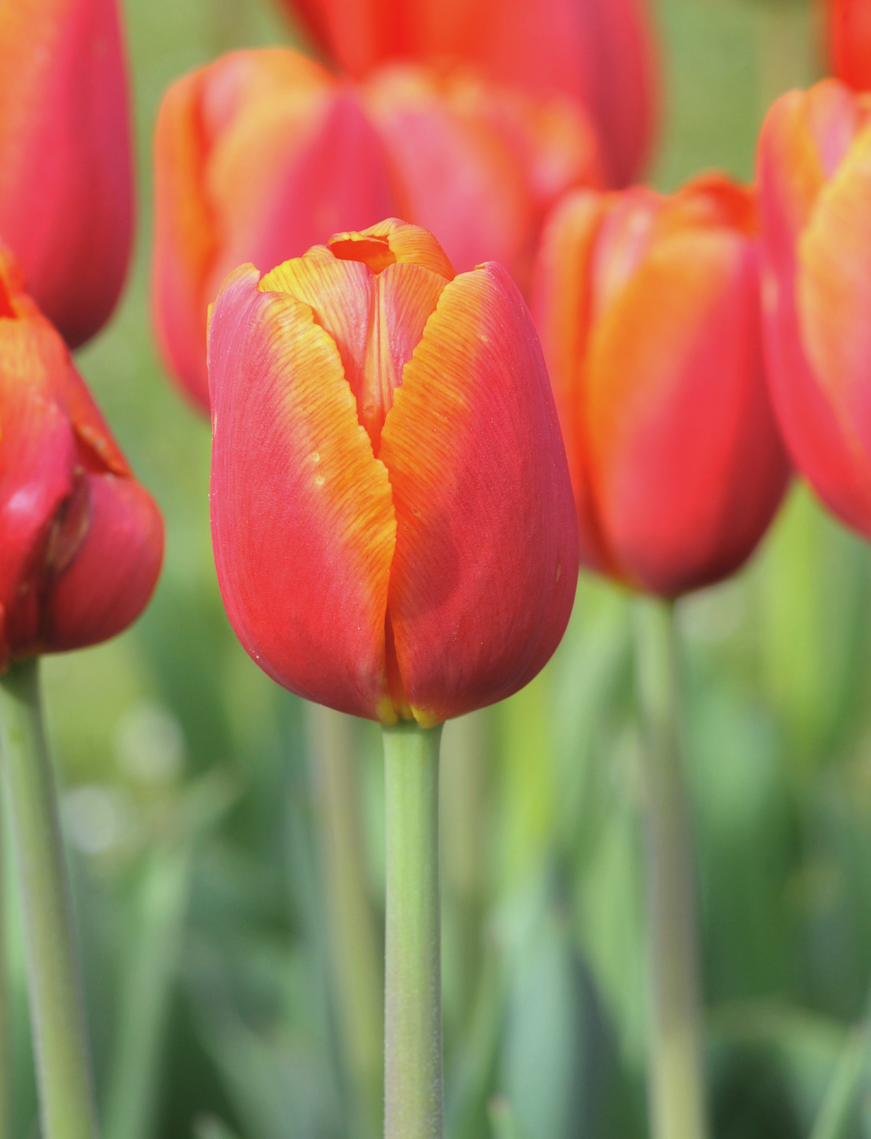 223052_Triumph-Tulpen Time Out Nahaufnahme einer roten Tulpe mit orange-gelbem Saum und grünem Stiel, unscharfer Hintergrund mit weiteren roten Tulpen