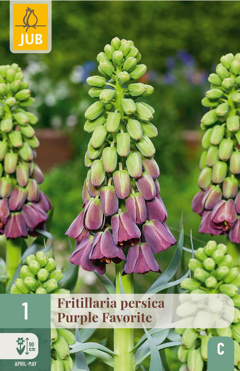 Fritillaria persica Purple Favorite