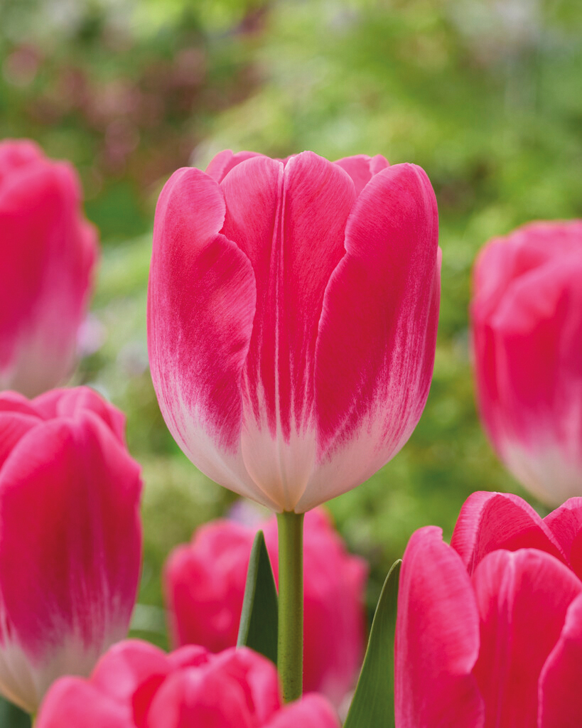 223632_Triumph-Tulpen Sugar Baby_VP Nahaufnahme einer rosa-weißen Tulpe mit weißem Blütenboden und grünem Stängel, im Garten vor unscharfem Hintergrund