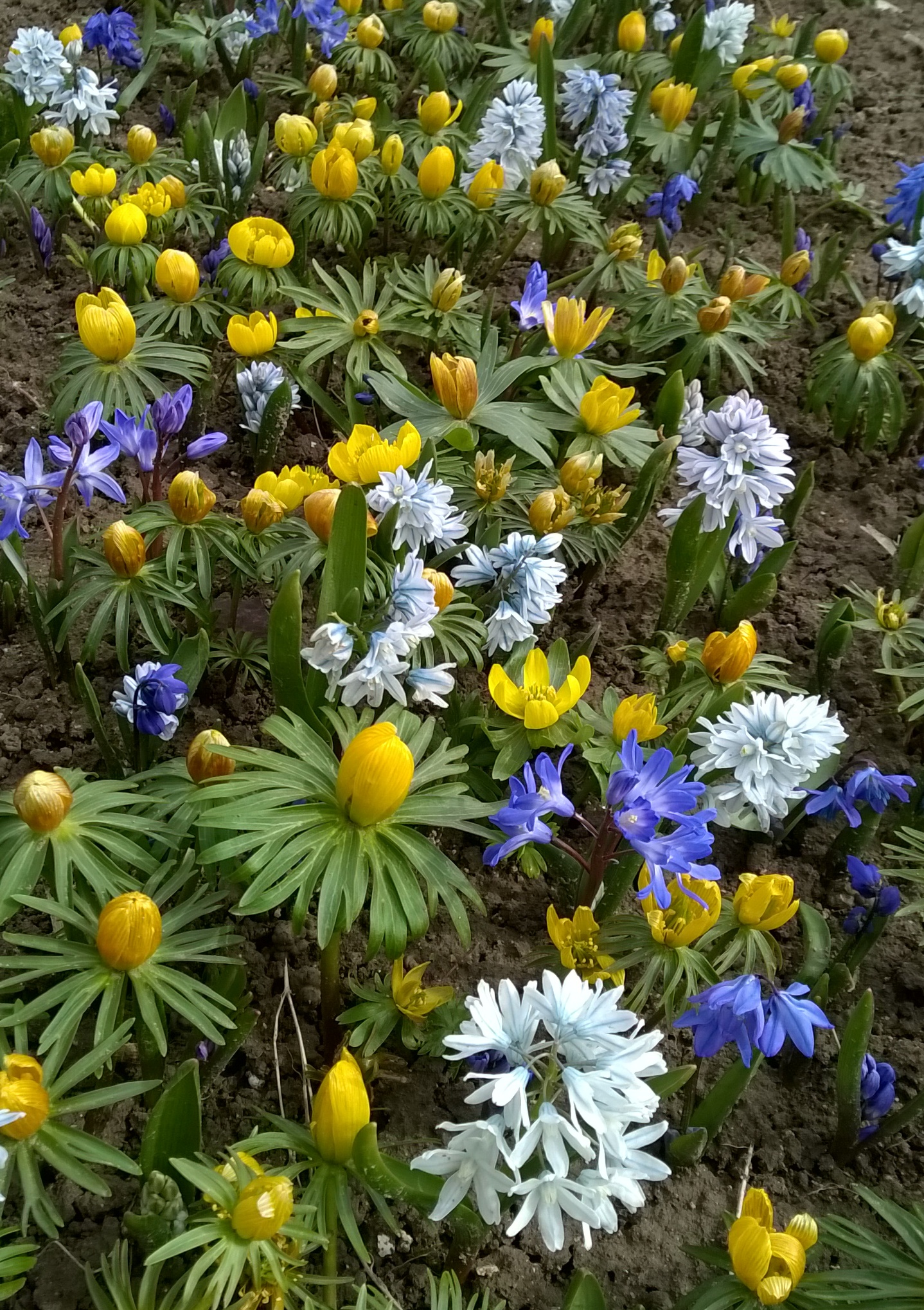Blumenzwiebel-Mischung Imkermischung