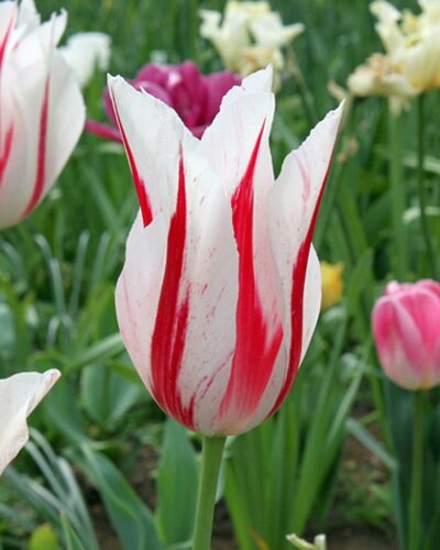 227362_Lilienblütige Tulpen Marilyn Weiße Tulpe mit roten Streifen, einzelne geflammte Blüte im Blumenbeet vor grünem Blattwerk