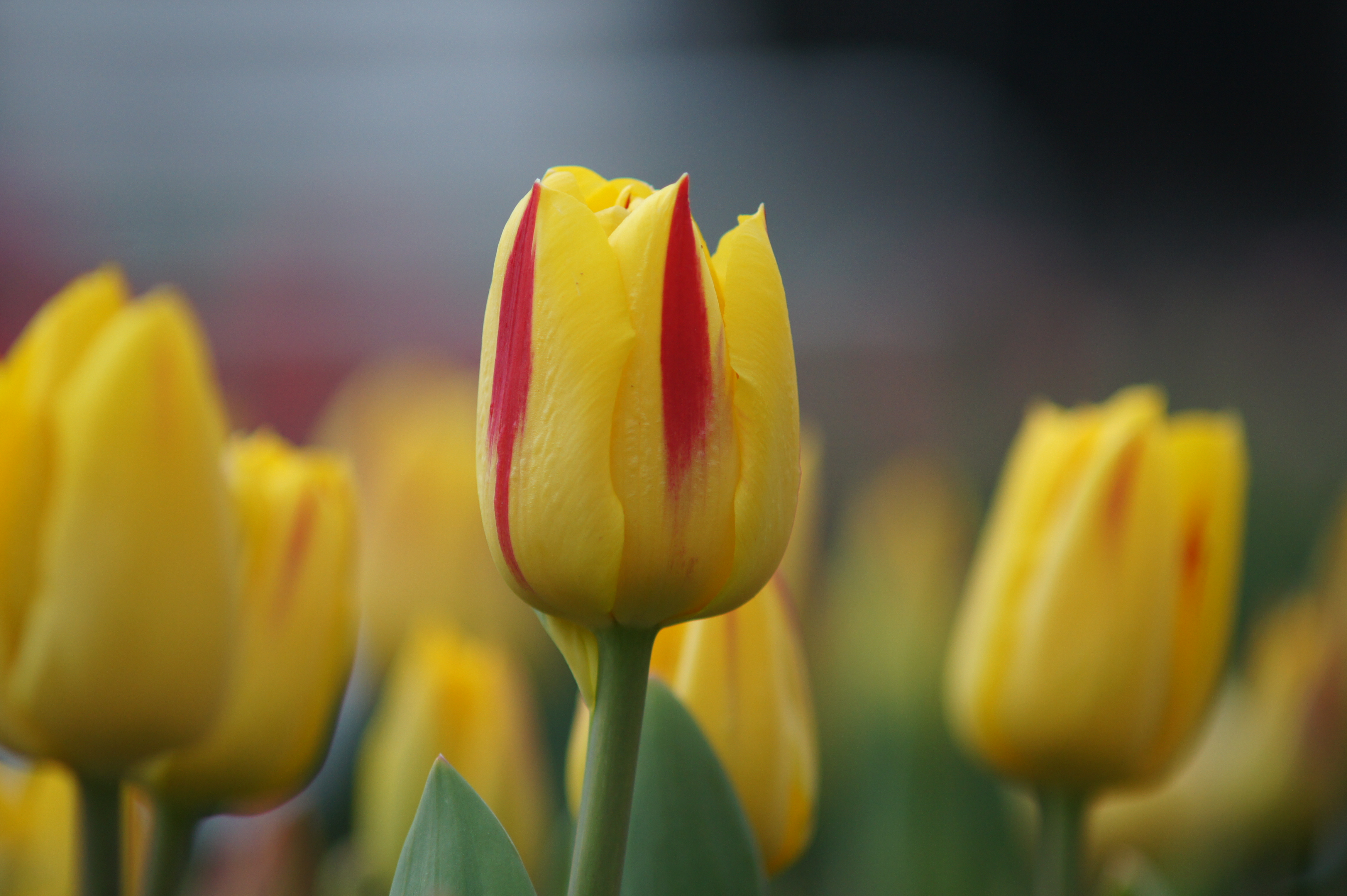 223962_1Triumph-Tulpen Helmar_1 Nahaufnahme einer gelben Tulpe mit roten Streifen in einem Tulpenfeld, unscharfer Hintergrund