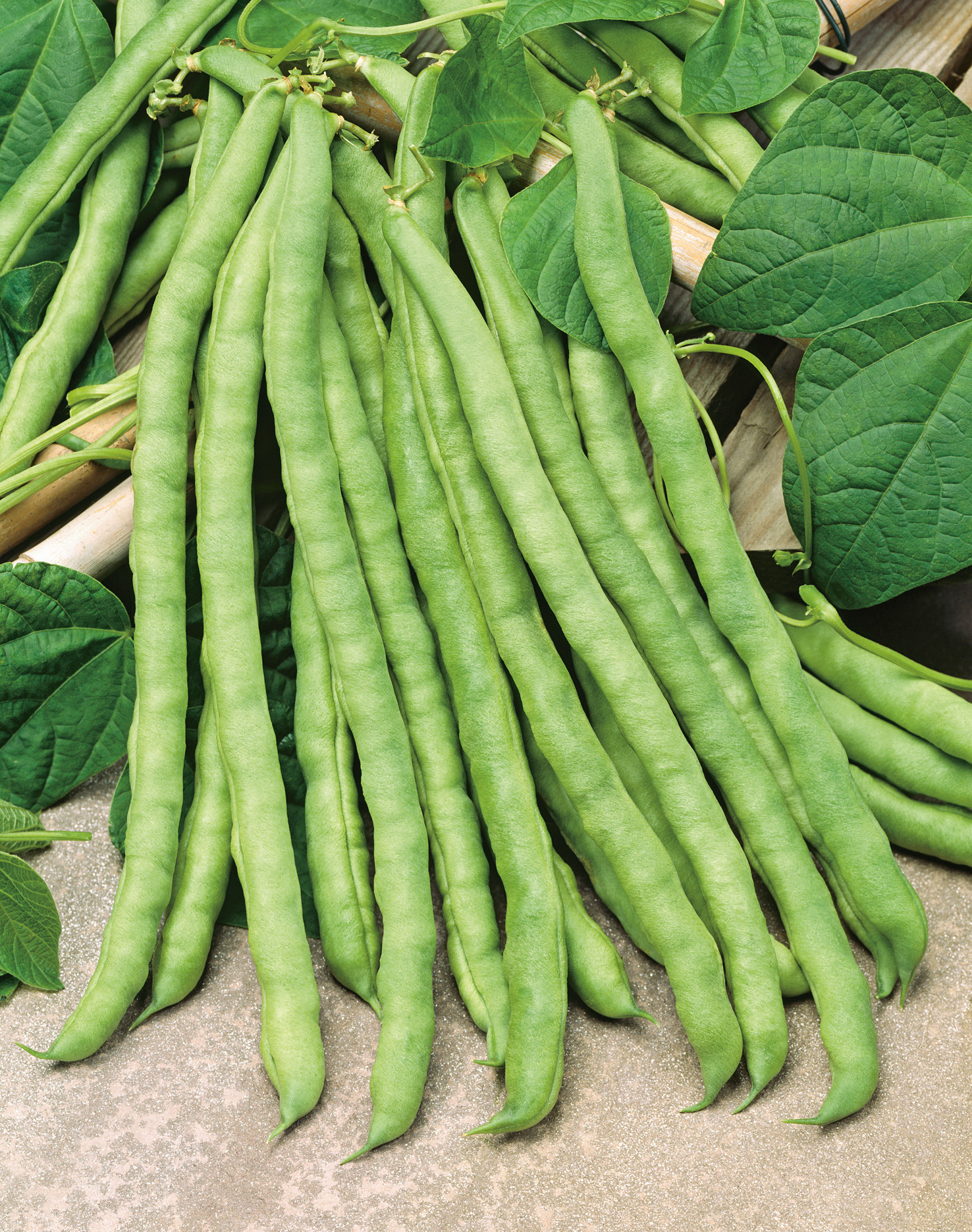 Stangenbohnen Markant