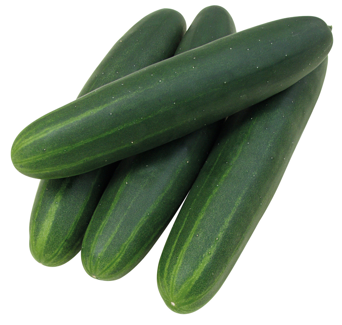 Salatgurken (Bio) Sonja