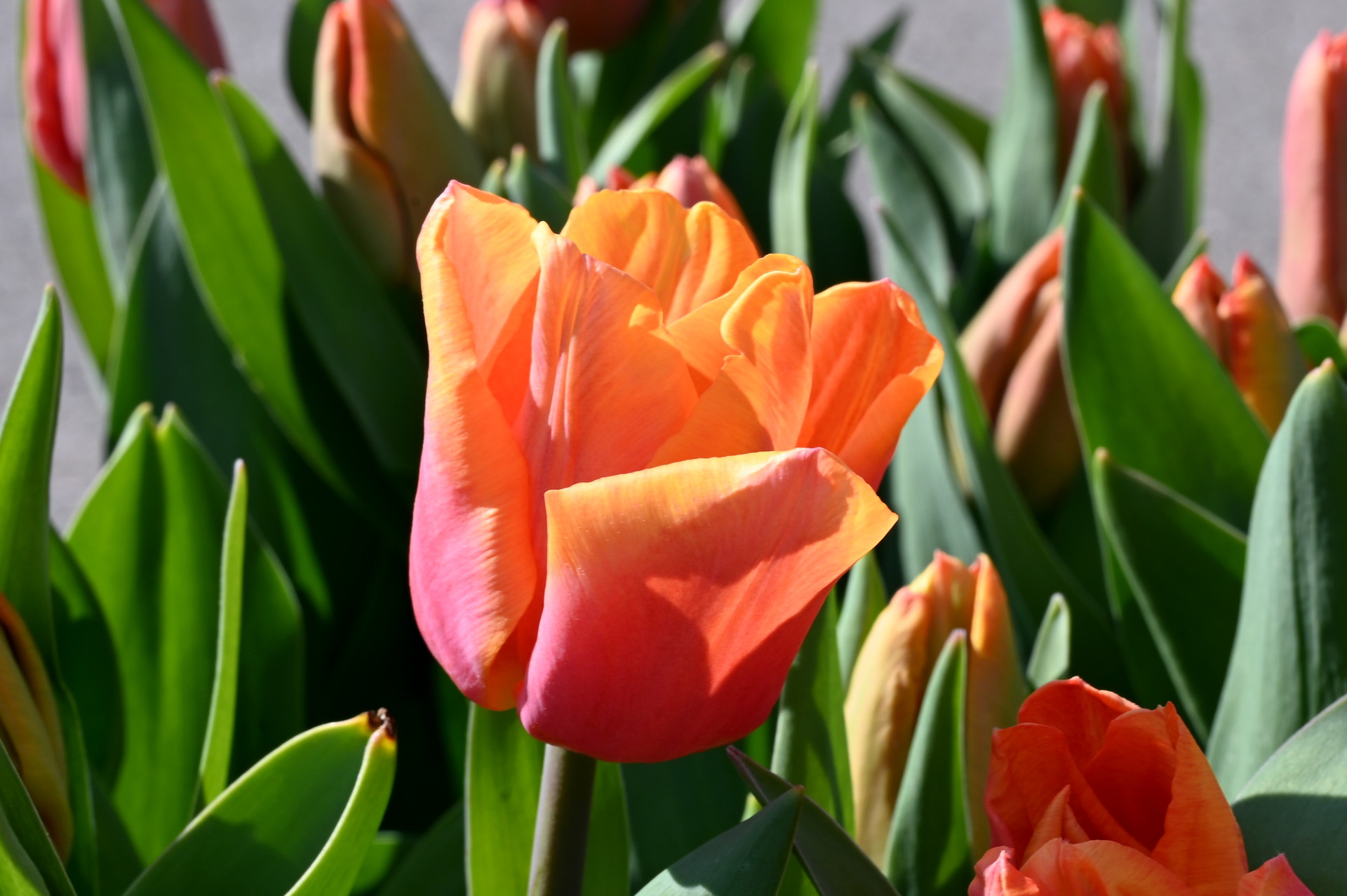 Triumph-Tulpen Astronaut Andre Kuipers