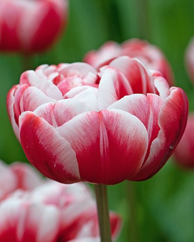 222702_Gef. späte Tulpen Drumline Nahaufnahme einer rot-weiß gestreiften Tulpe mit geöffneten Blütenblättern vor grünem, unscharfem Hintergrund