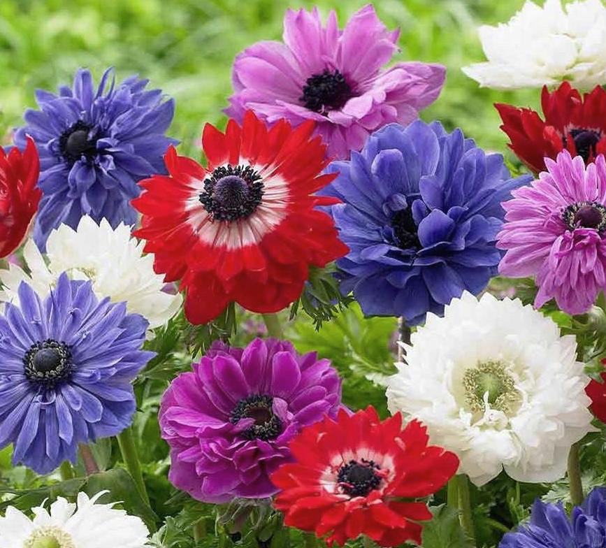 2827_visi90280_VP Bunte Anemonen (Anemone coronaria) in Rot, Blau, Violett und Weiß in voller Blüte vor grünem Hintergrund