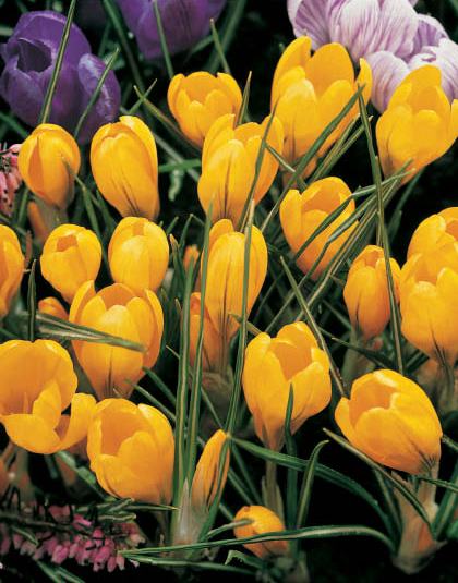 Krokusse, großblumig Grosse Gelbe