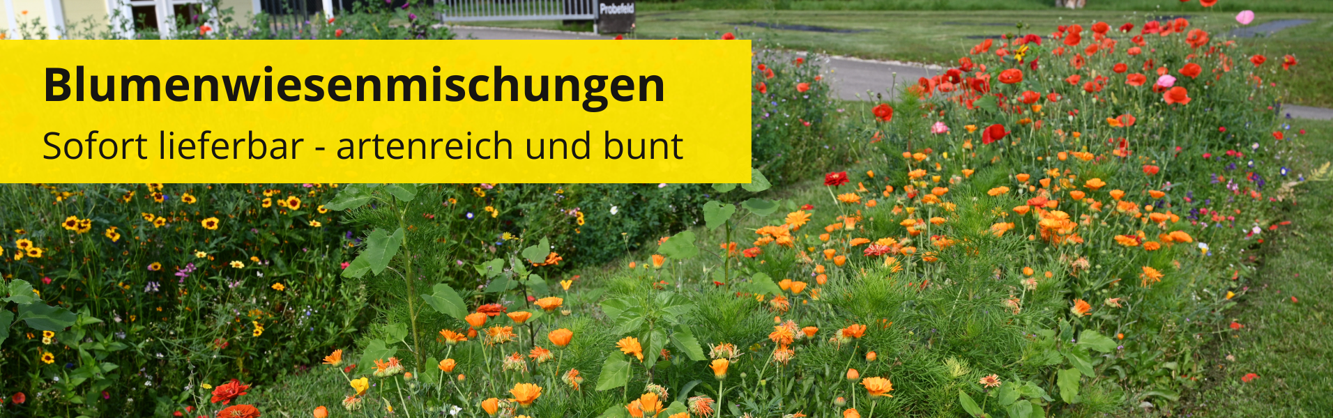 Blumenwiesenmischungen - artenreich, bunt und sofort lieferbar