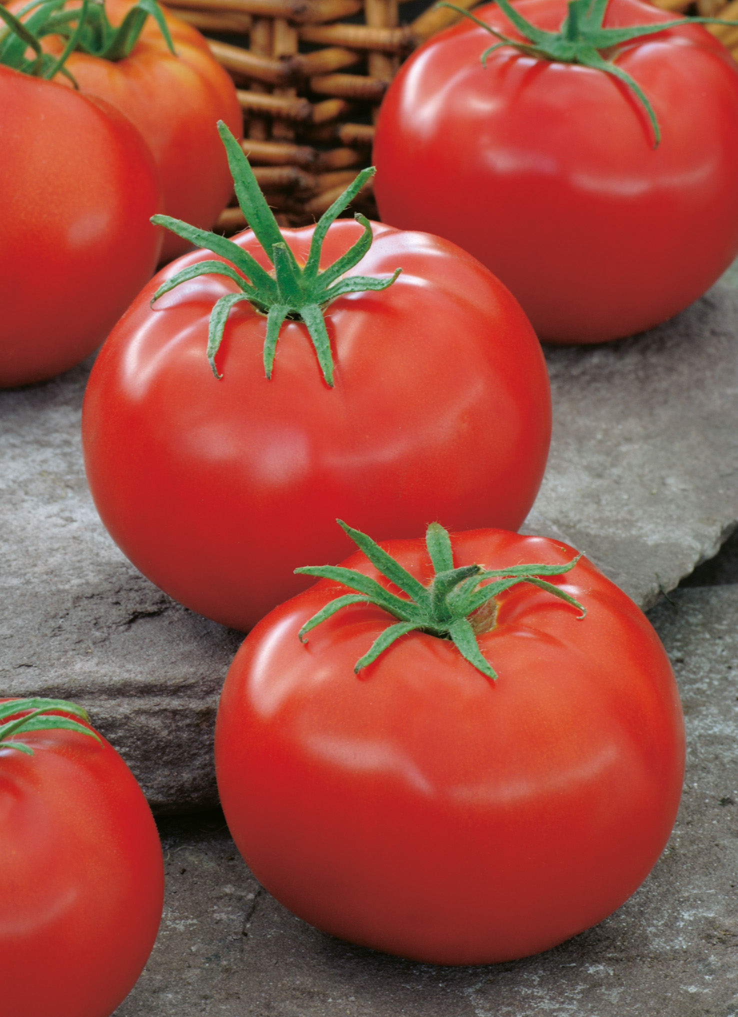 Tomaten Culina F1