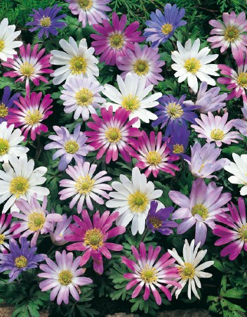 Nahaufnahme bunter Balkan-Anemonen (Anemone blanda) mit weißen, rosa und violetten Blüten auf dichtem grünem Laub