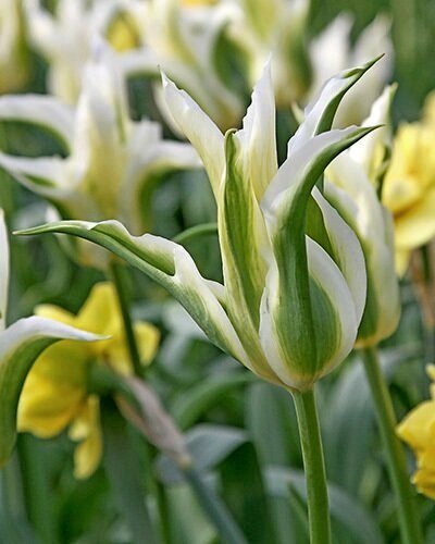 227521_Lilienblütige Tulpen Greenstar Nahaufnahme einer weißen Tulpe mit grünen Streifen und spitzen Blütenblättern vor unscharfem gelb-grünem Hintergrund