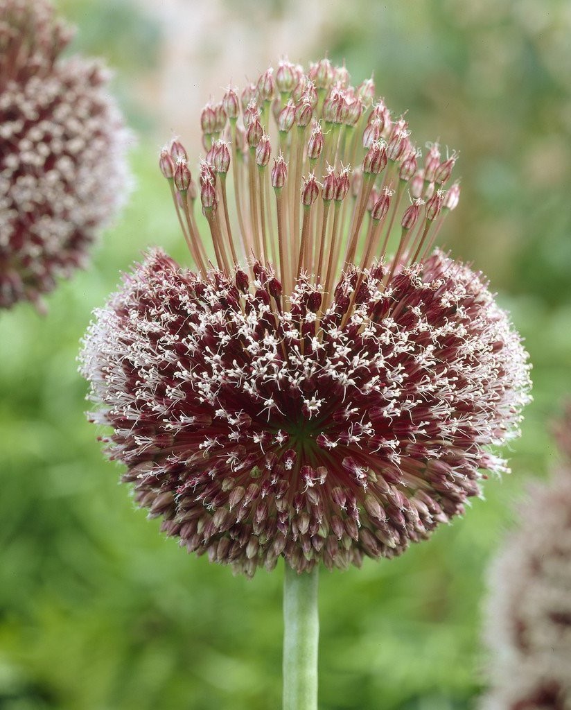 265047_visi28083_VP Nahaufnahme einer dunkelroten Zierlauch (Allium) Kugelblüte vor grünem, unscharfem Hintergrund