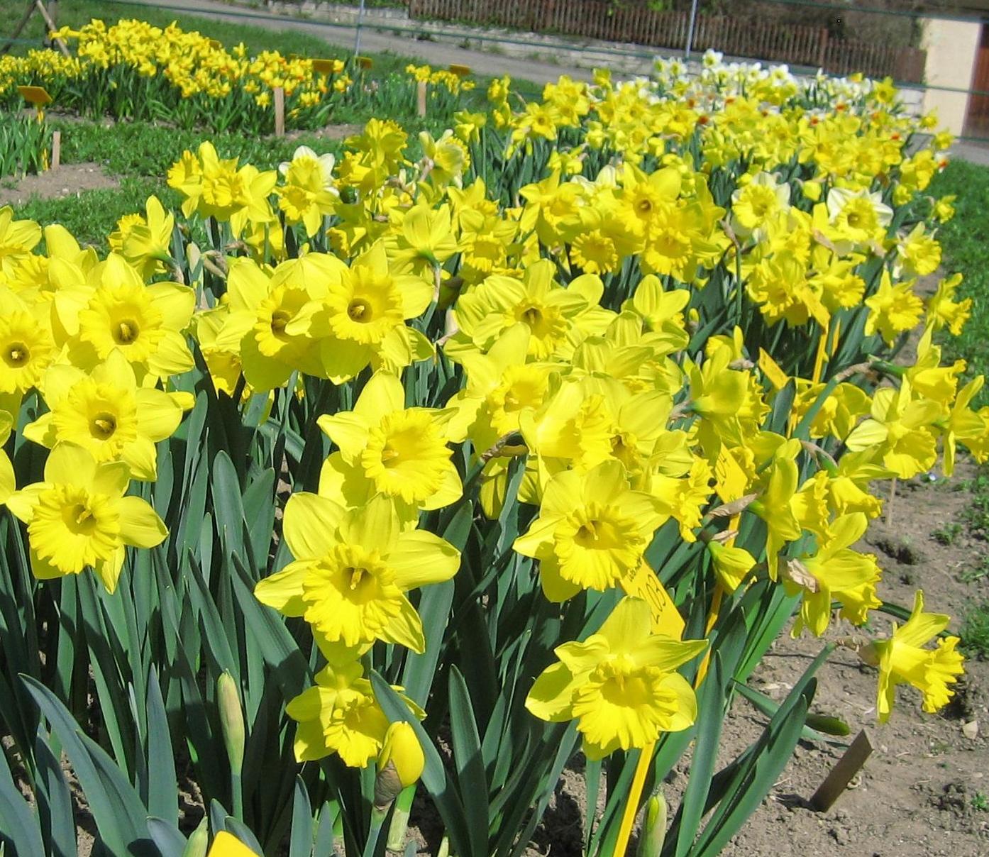 53005_Trompeten-Narzissen Dutch Master_1