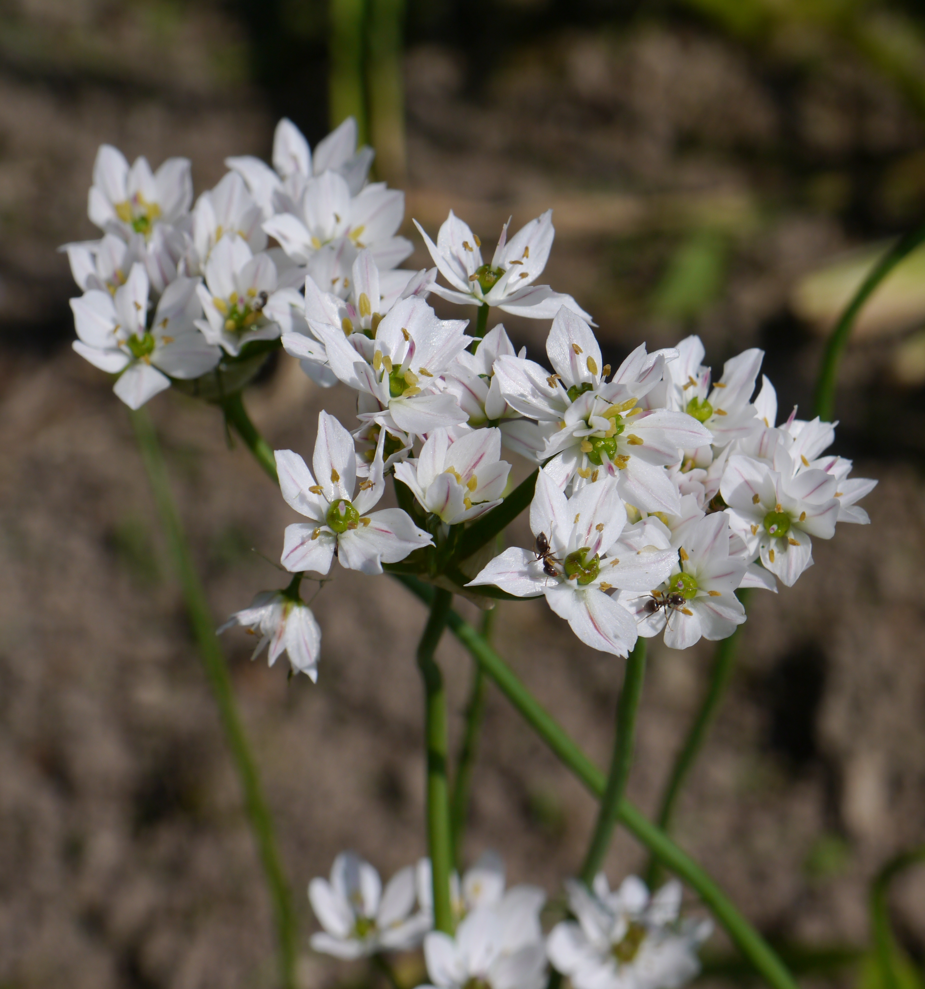 260136_Allium neapolitanum_1 Nahaufnahme von weißen, sternförmigen Doldenblüten mit grünen Zentren auf schlanken grünen Stielen, unscharfer Erdboden im Hintergrund, einzelne Ameisen auf den Blüten