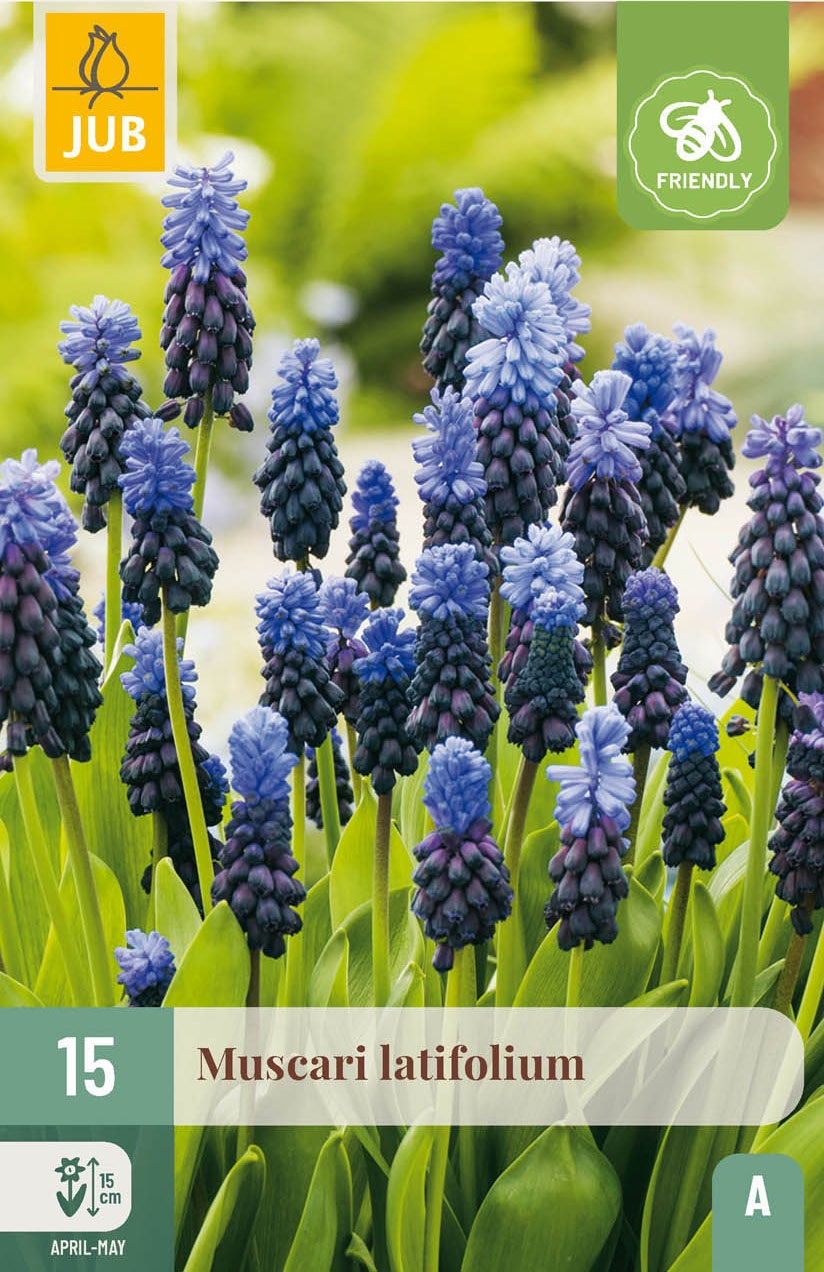 Muscari latifolium