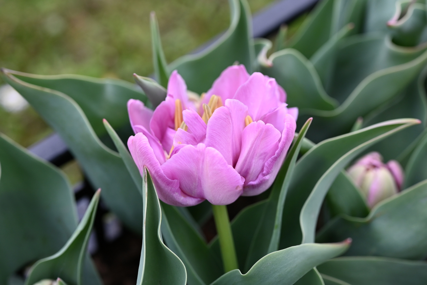 222882_Kickstart Nahaufnahme einer gefüllten rosa Tulpe mit geöffneten Blütenblättern und breiten grünen Blättern im Hintergrund