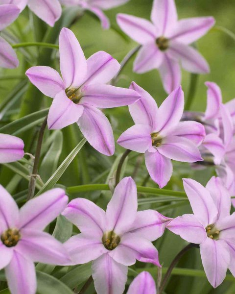 Ipheion uniflorum Charlotte Bishop