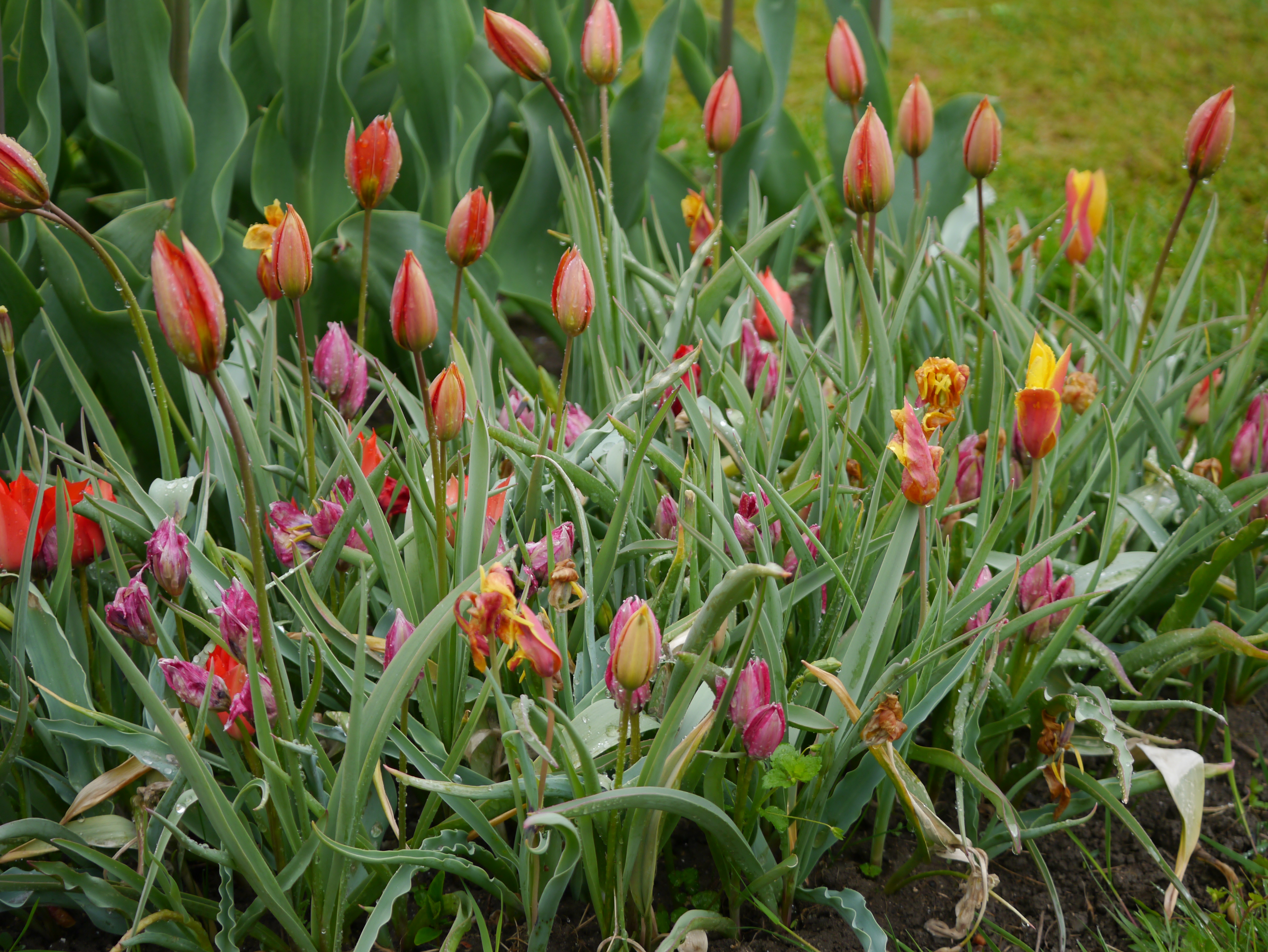 23001_Wildtulpen Mix_2 Nahaufnahme eines Tulpenbeets mit roten, rosa und gelben Knospen sowie verblühten Blüten und grünen Blättern mit Tautropfen bedeckt