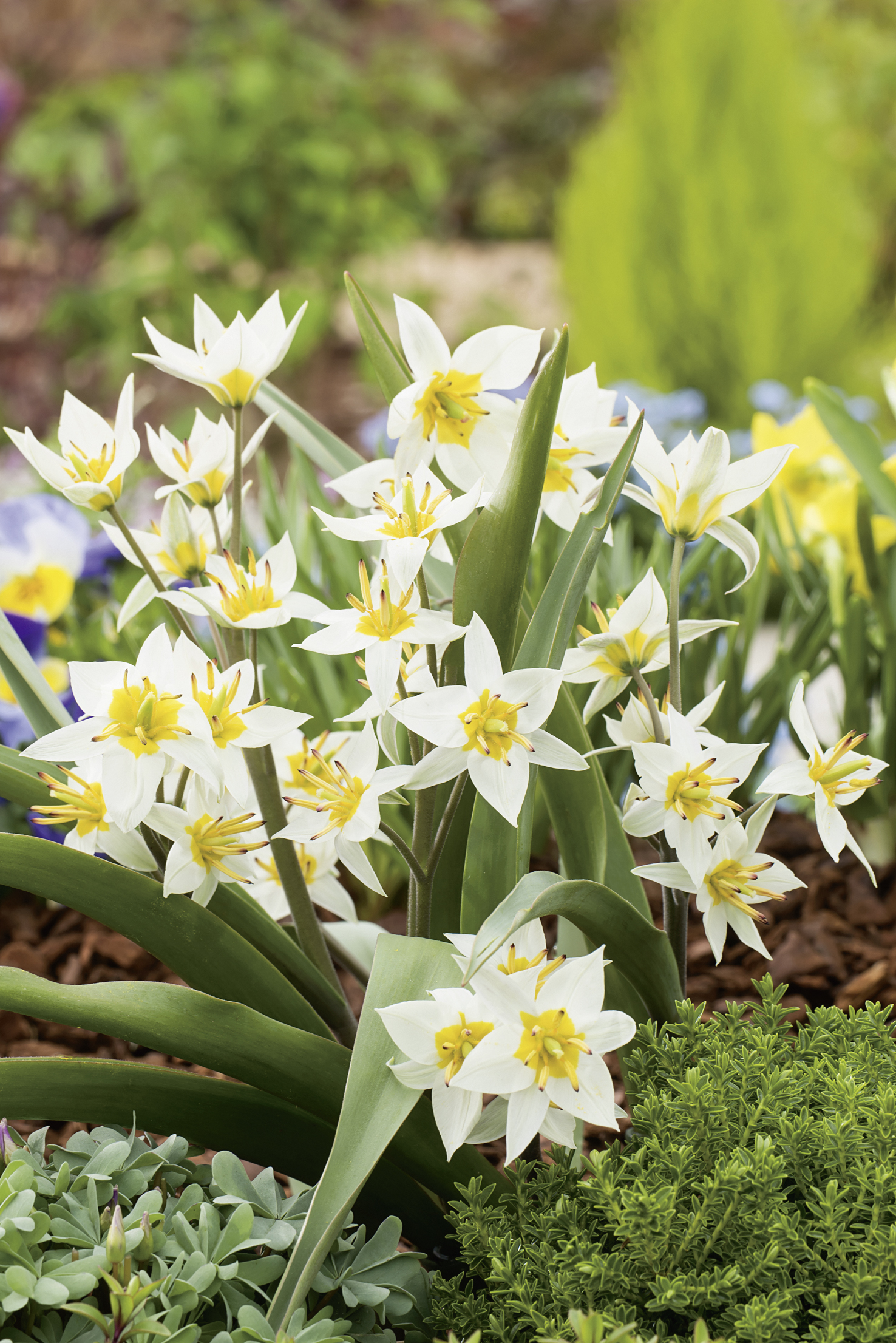 238378_Tulipa turkestanica FM Nahaufnahme mehrerer weißer, sternförmiger Tulpen mit gelbem Zentrum und grünen Blättern im Blumenbeet
