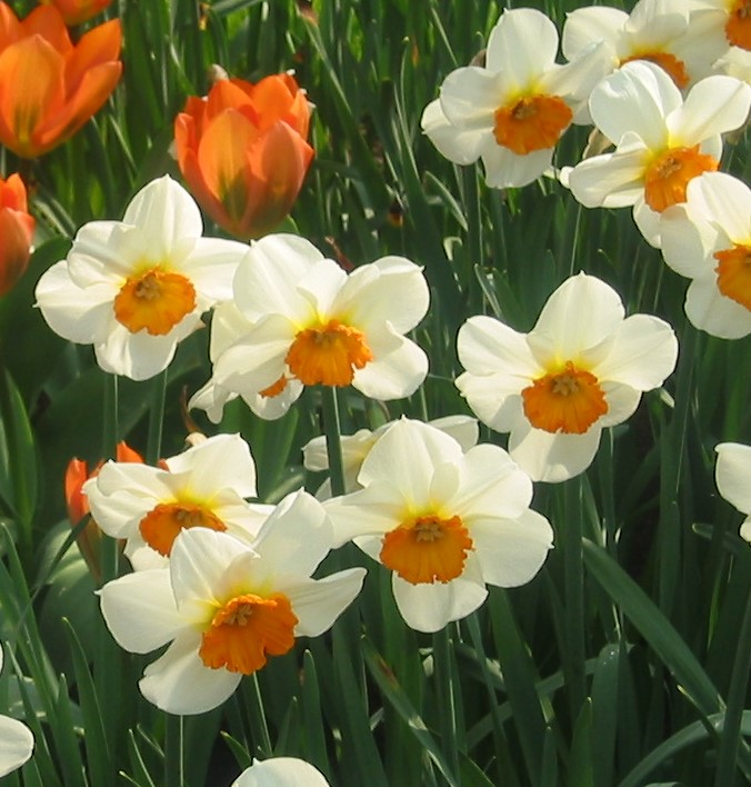 Nahaufnahme weißer Narzissen mit orangefarbenem Zentrum in einem Beet, im Hintergrund rote Tulpen
