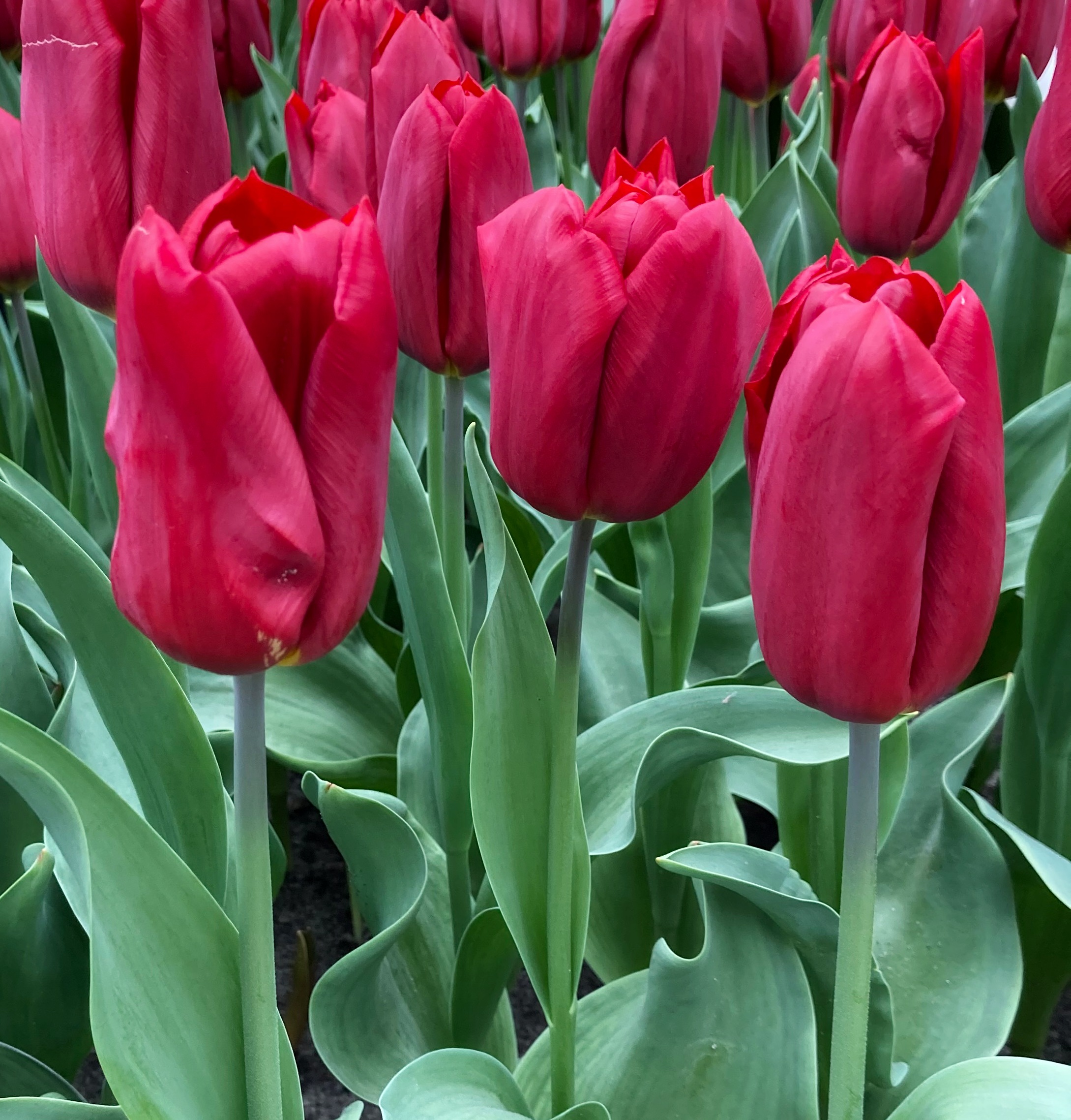 224472_Triumph-Tulpen Strong Love_1 Nahaufnahme roter Tulpen mit grünen Blättern in einem Blumenbeet