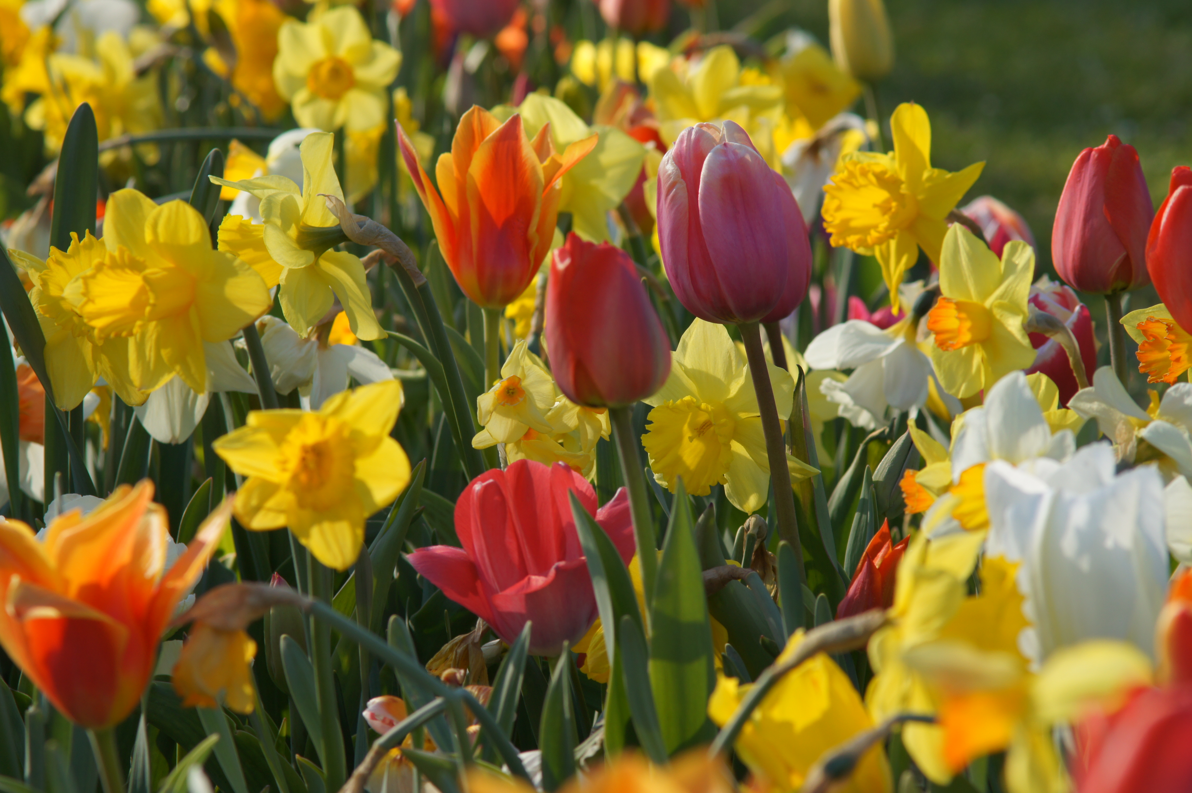 23901_Gartenschau_2 Nahaufnahme eines bunten Blumenbeets mit roten und rosa Tulpen sowie gelben und weißen Narzissen im Frühlingslicht