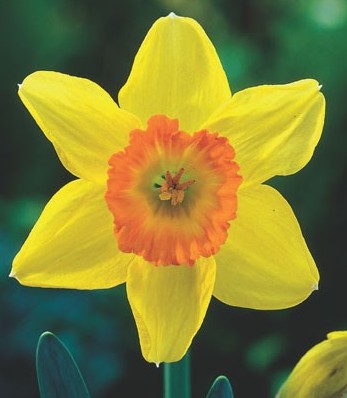 242622_Großkronige Narzissen Loveday_1 Nahaufnahme einer gelben Narzisse (Osterglocke) mit orangefarbenem Kronenkragen vor unscharfem grünem Hintergrund