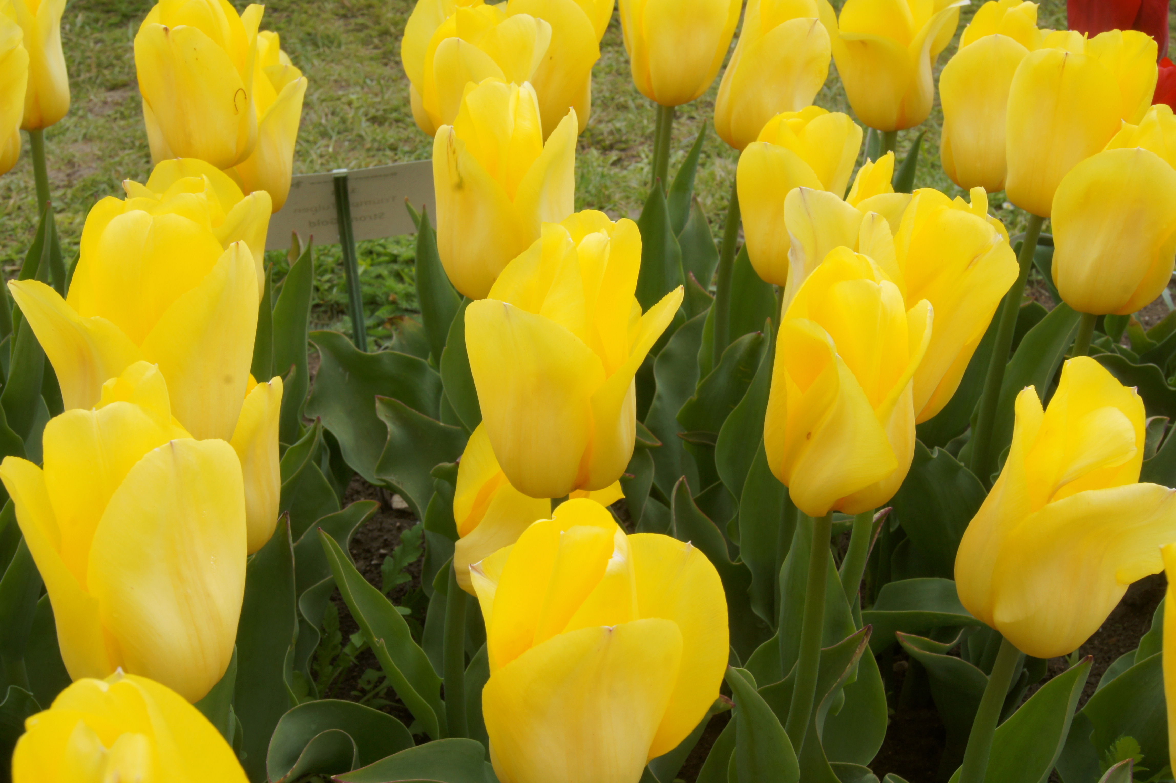 Nahaufnahme von leuchtend gelben Tulpen mit grünen Blättern im Beet