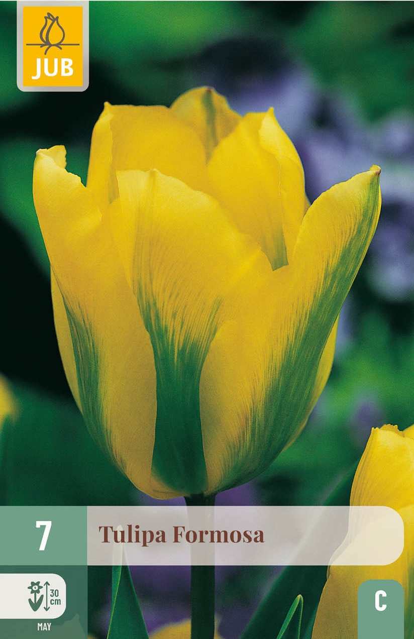 Viridiflora-Tulpen Formosa