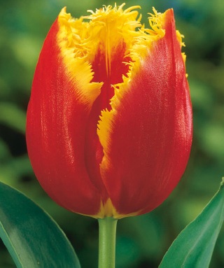 239252_Crispa-Tulpen Davenport Nahaufnahme einer gefransten roten Tulpe mit gelbem Rand und gezackten Blütenblättern vor grünem Hintergrund
