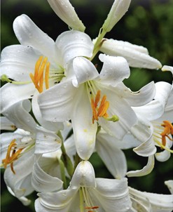 Nahaufnahme einer weißen Lilie (Lilium) mit orangefarbenen Staubgefäßen und Wassertropfen