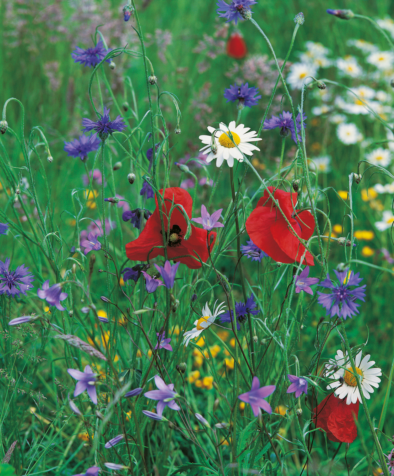 Farbenfrohe Mischung aus verschiedenen Wildblumen auf einer Wiese, darunter rote Mohnblumen, violette Kornblumen und weiße Gänseblümchen.