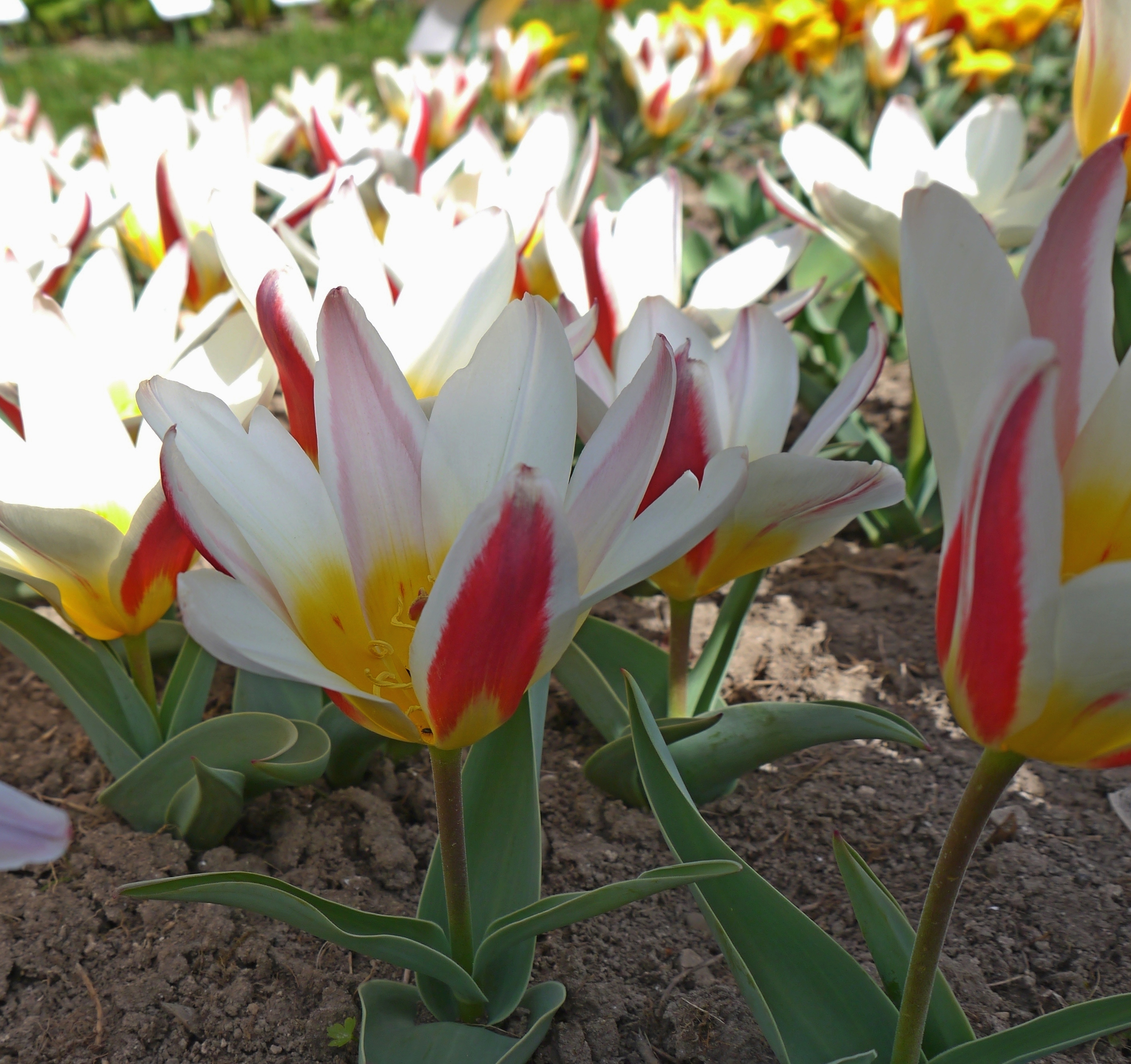 233842_Kaufmanniana-Tulpen The First_1 Nahaufnahme mehrerer weißer Tulpen mit roten Spitzen und gelbem Inneren im Blumenbeet