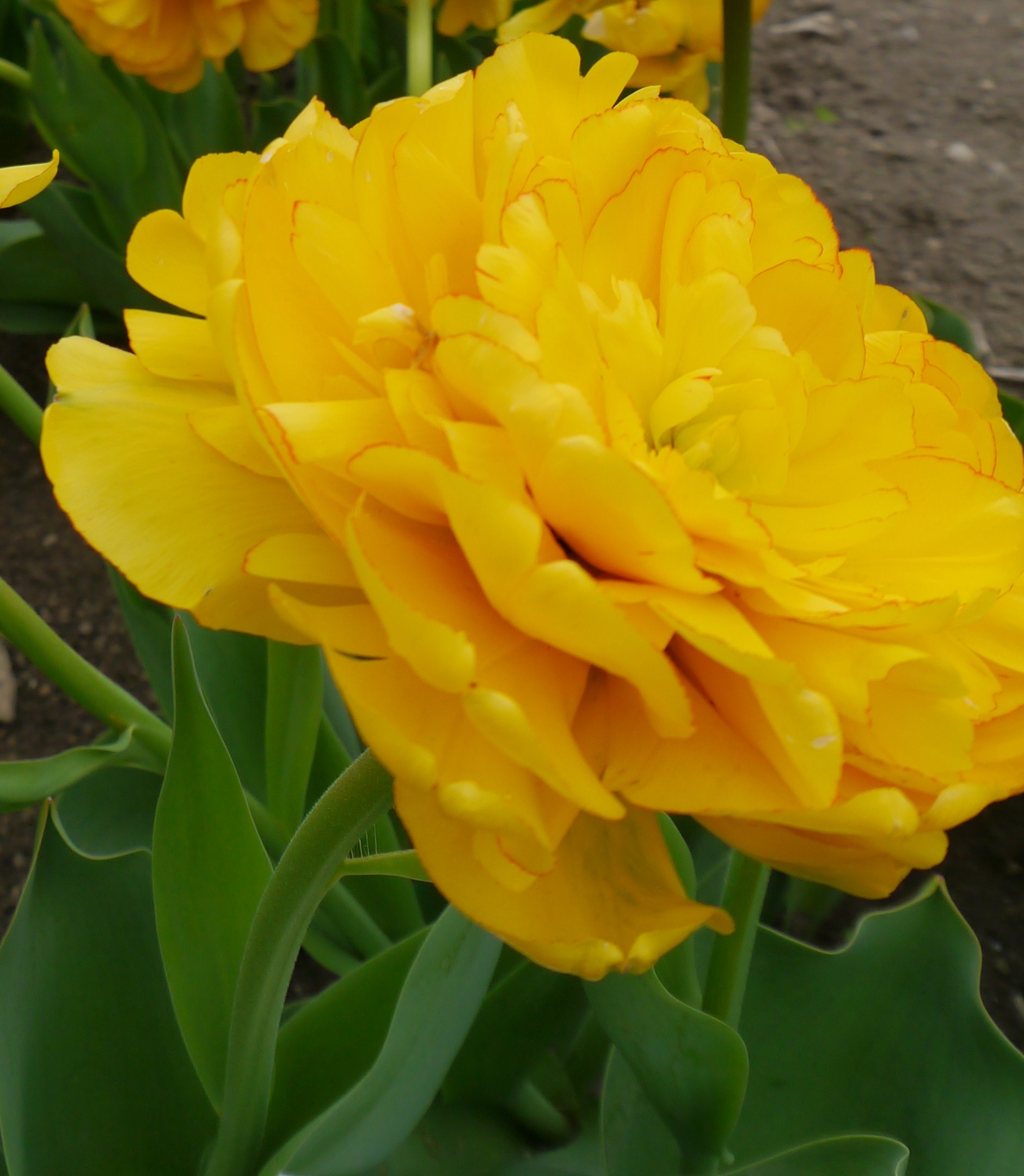 226312_Gef. frühe Tulpen Yellow Pomponett Nahaufnahme einer gefüllten gelben Tulpe im Beet mit grünen Blättern