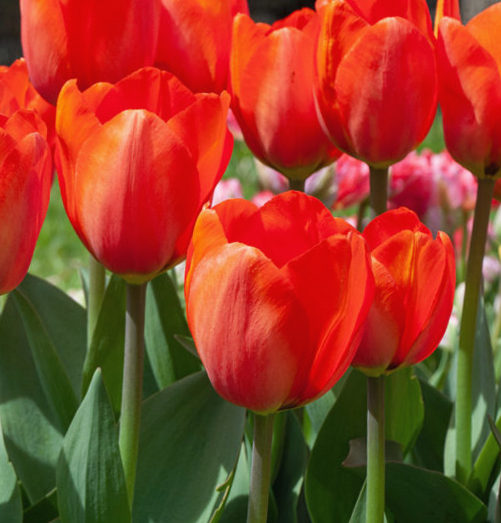 Nahaufnahme mehrerer leuchtend roter Tulpen mit grünen Blättern im Garten, ideales Motiv für Schnittblumen oder Frühlingsdekoration.