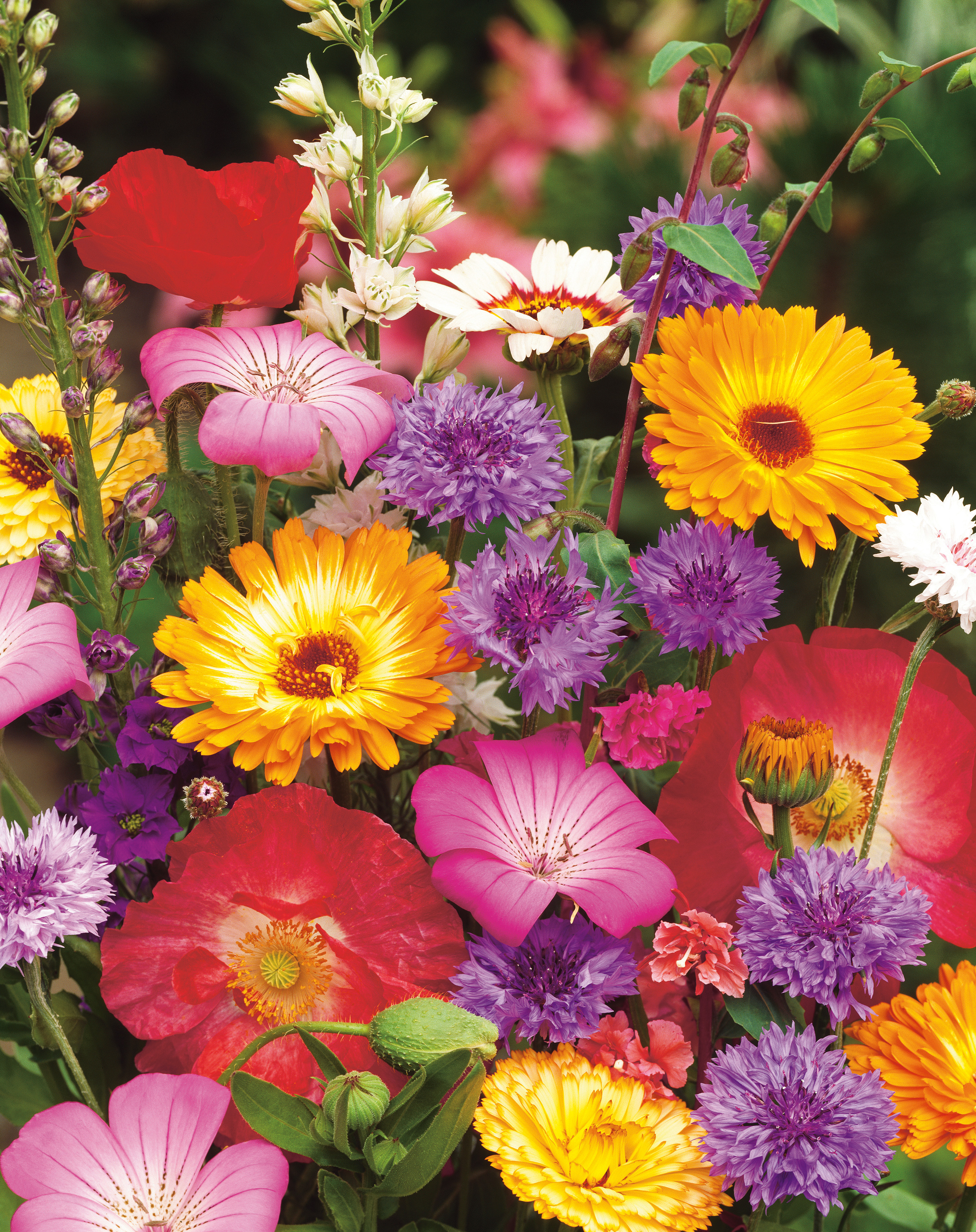 Sommerblumenmischung (508) Halbhohe Mischung