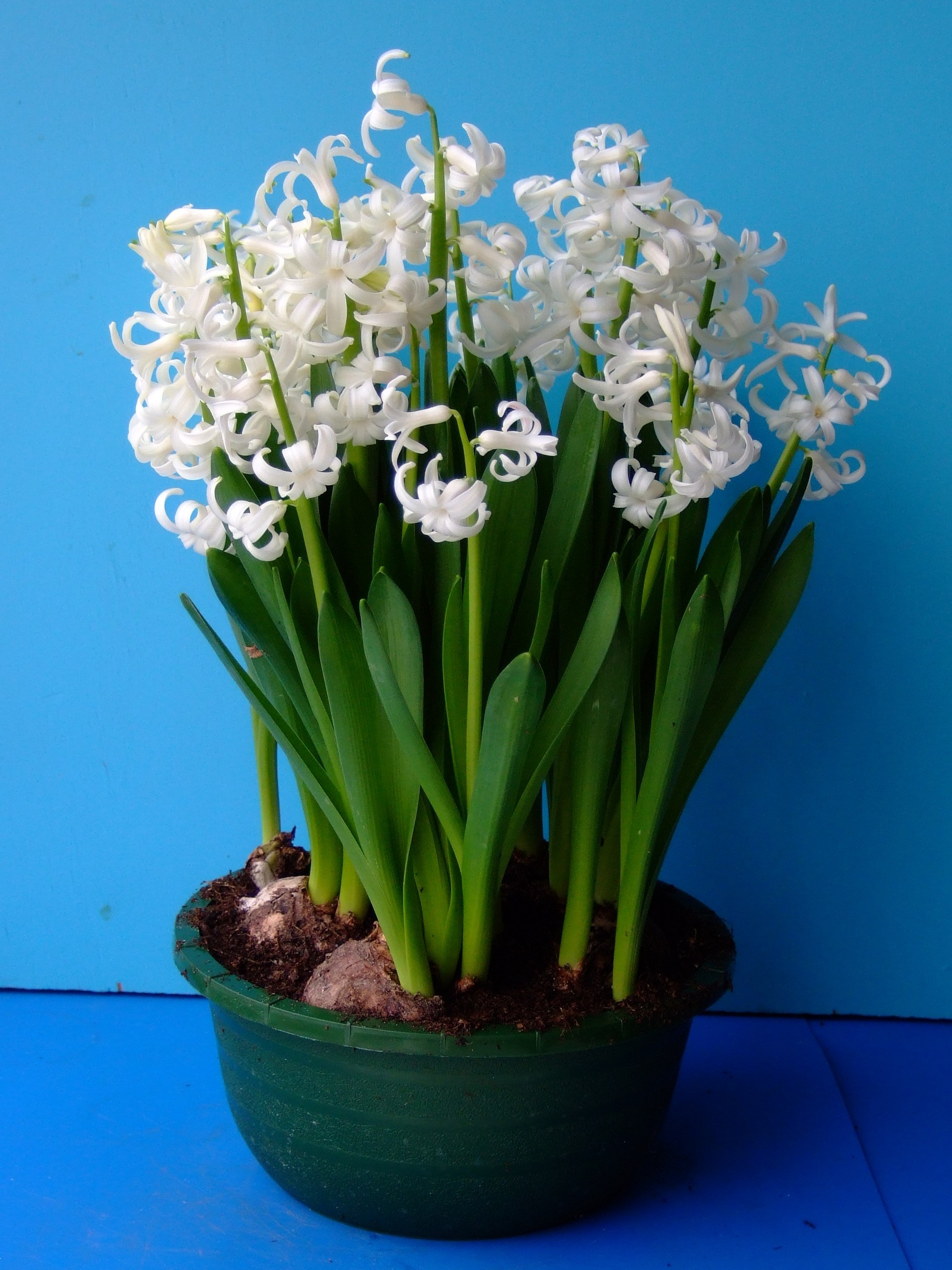 MultifloraWit13-2 Topf mit weißen Hyazinthen (Hyacinthus) mit grünen Blättern und dichten Blütenrispen vor blauem Hintergrund