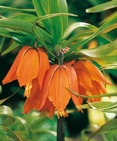 Fritillaria imperialis Mischung