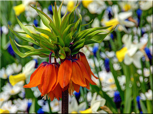 265181_Fritillaria imperialis Orange Beau Nahaufnahme einer Kaiserkrone (Fritillaria imperialis) mit leuchtend orangefarbenen, herabhängenden Glockenblüten und grüner Blattrosette, unscharfer Hintergrund mit Frühlingsblumen