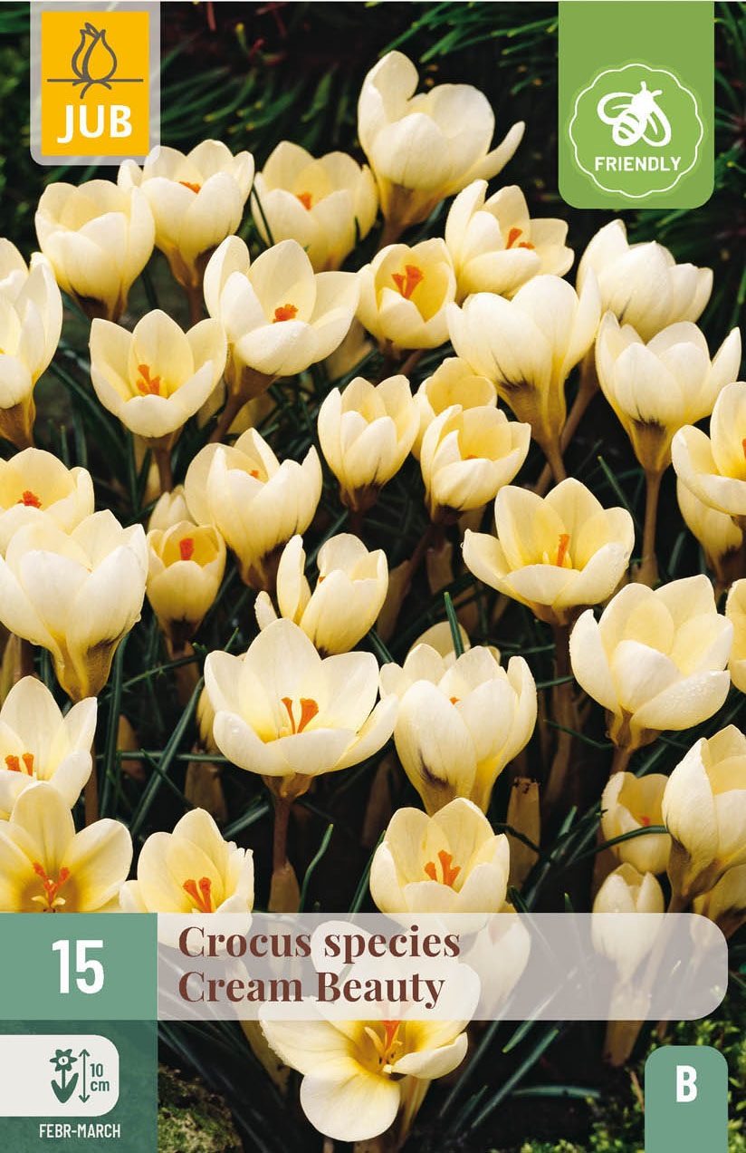 Crocus chrysanthus Cream Beauty