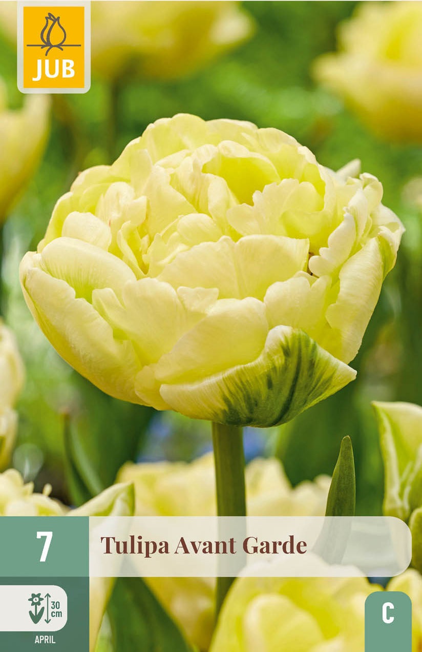 Gefüllte frühe Tulpen Avant Garde