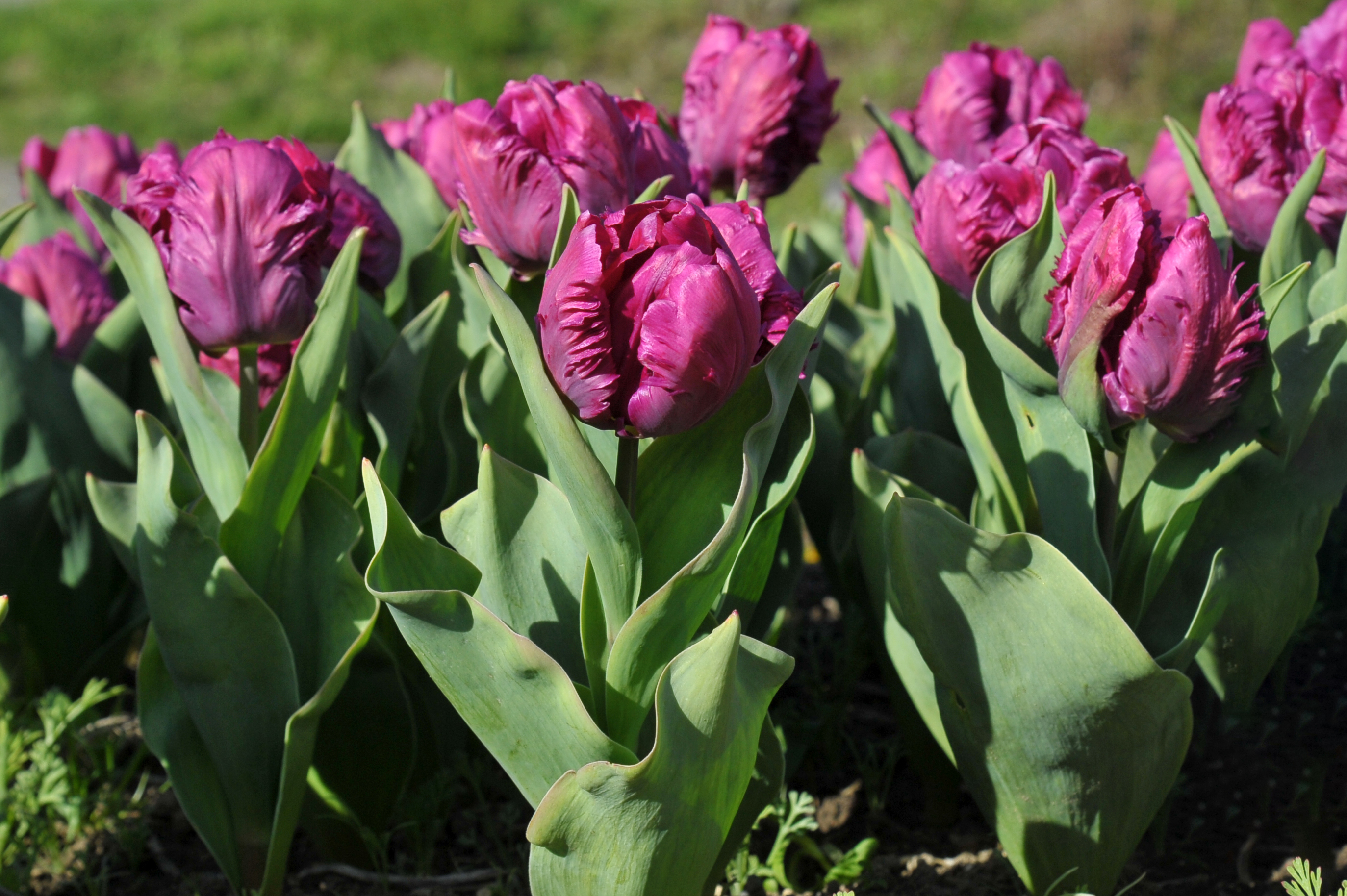 Papagei-Tulpen Parrot Prince
