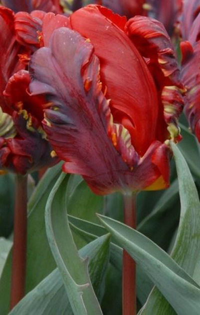 228252_Papagei-Tulpen Rococo_1 Nahaufnahme einer roten Papagei-Tulpe mit gefransten, welligen Blütenblättern und grünen Laubblättern im Hintergrund