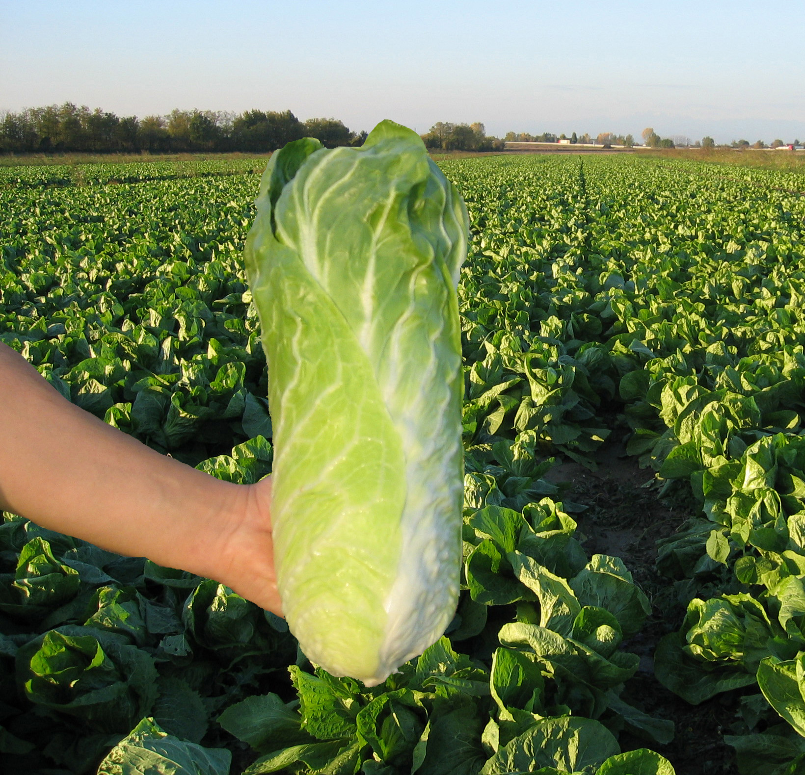 Zichoriensalat (Bio) Uranus