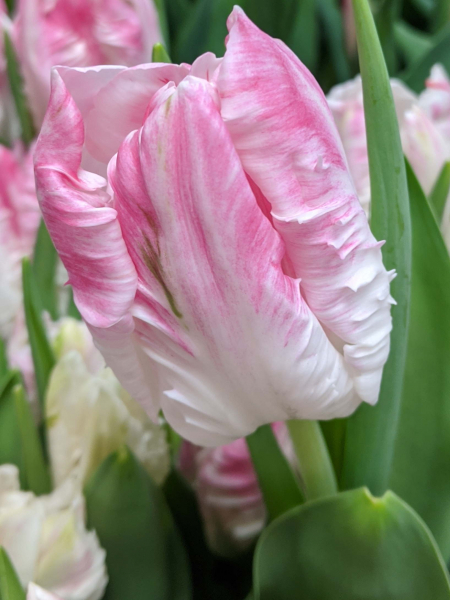 Nahaufnahme einer rosa-weißen, leicht gefransten Tulpe mit grünen Blättern im Hintergrund