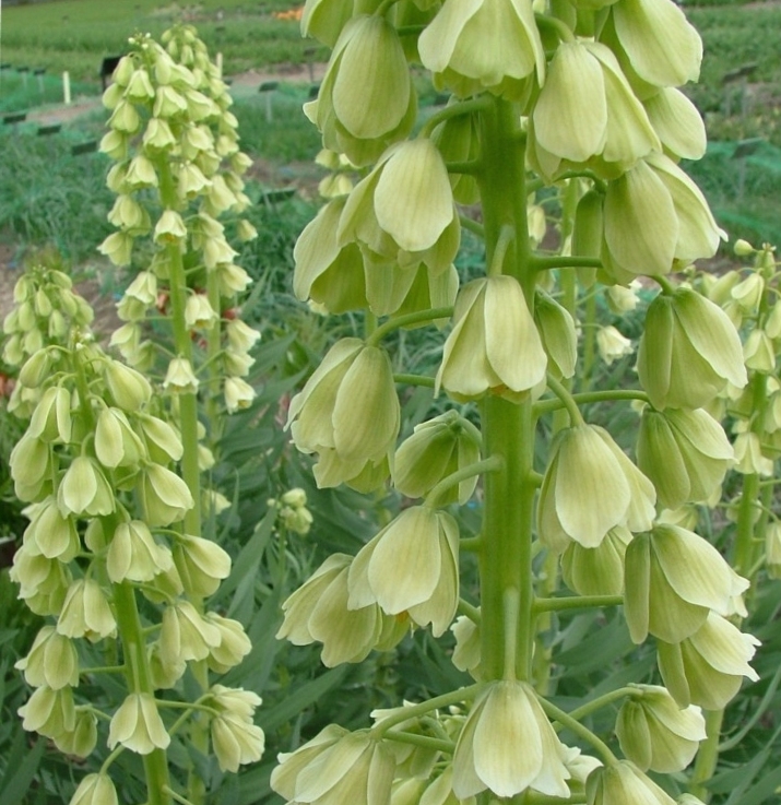 265122_Fritillaria persica Ivory Bells_1 Nahaufnahme mehrerer hoher Stängel mit kleinen, grünen, glockenförmigen Blüten in einem Gartenbeet
