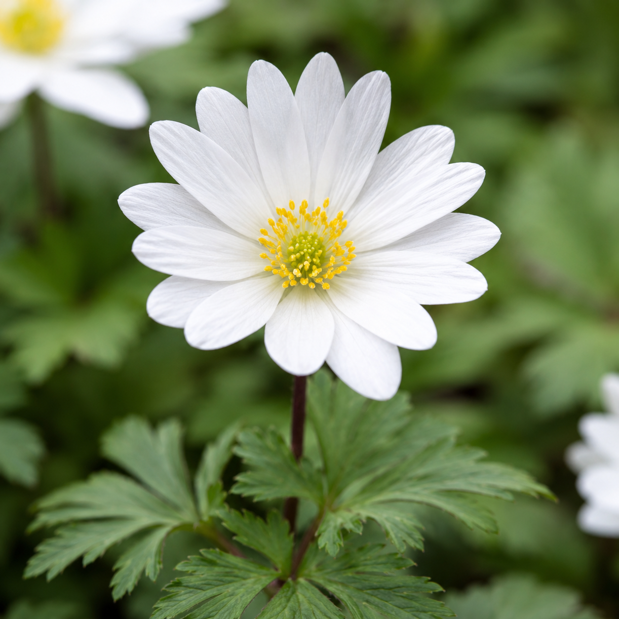 Anemonen blanda White Splendour