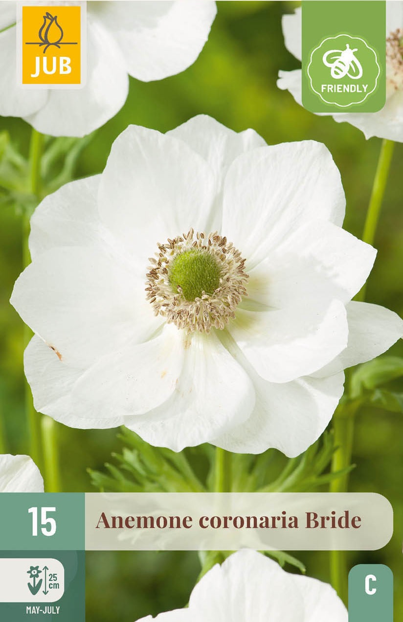 Anemonen coronaria Bride