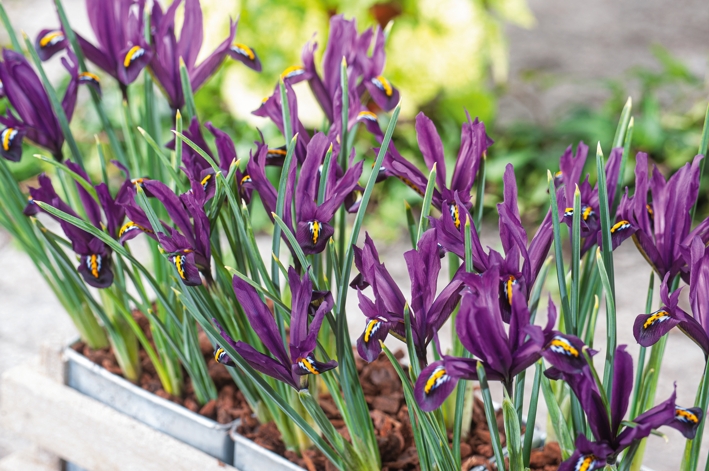 265356_Iris_reticulata_JS_Dijt Iris reticulata J.S. Dijt